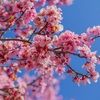 cherrytree28